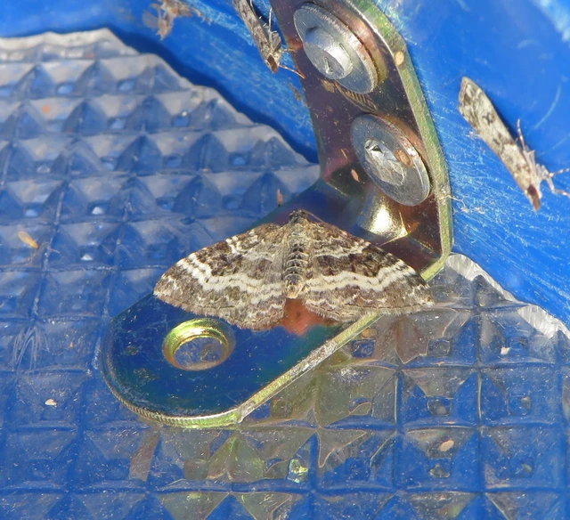 Epirrhoe alternata - galaj-tarkaaraszoló