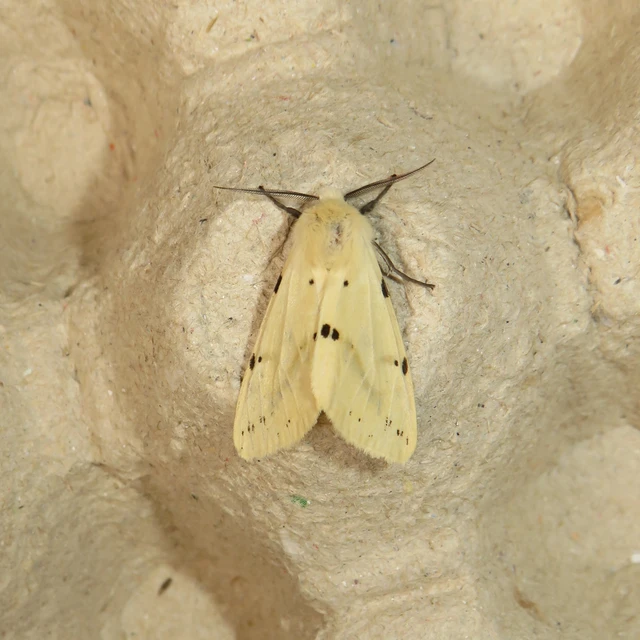 Spilarctia lutea - sárgás medvelepke
