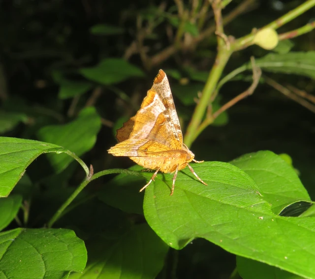 Selenia tetralunaria - négyfoltos holdasaraszoló