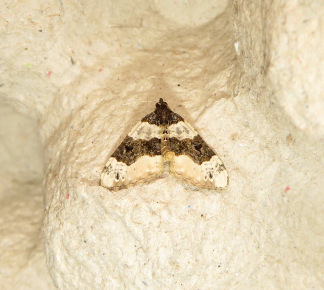 Cosmorhoe ocellata - szemes galajaraszoló