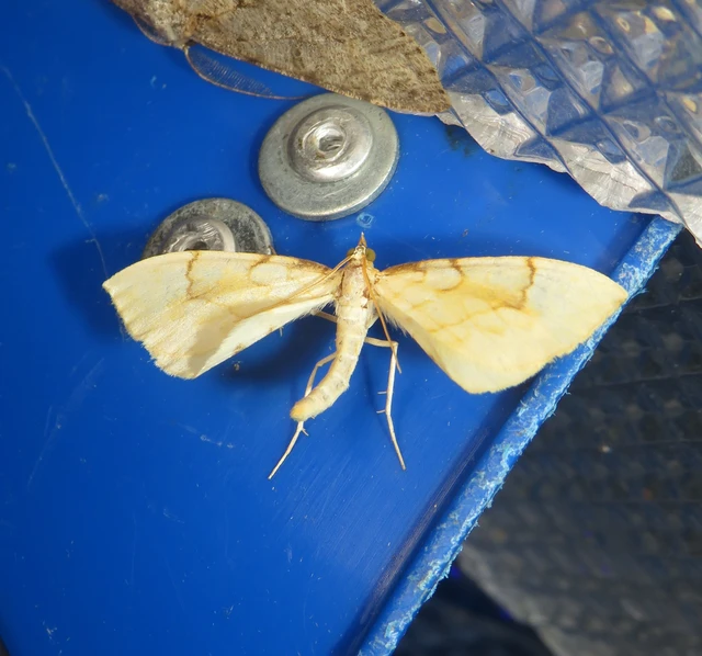 Eulithis pyraliata - sárga galajaraszoló
