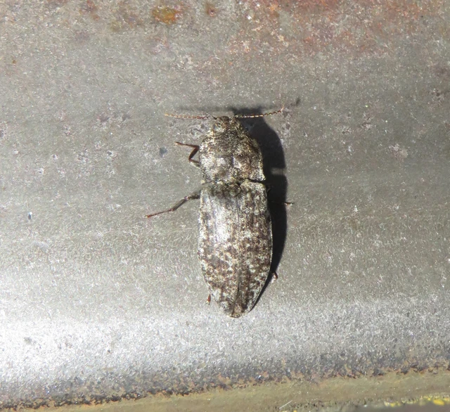 Agrypnus murinus - egérszínű pikkelyespattanó
