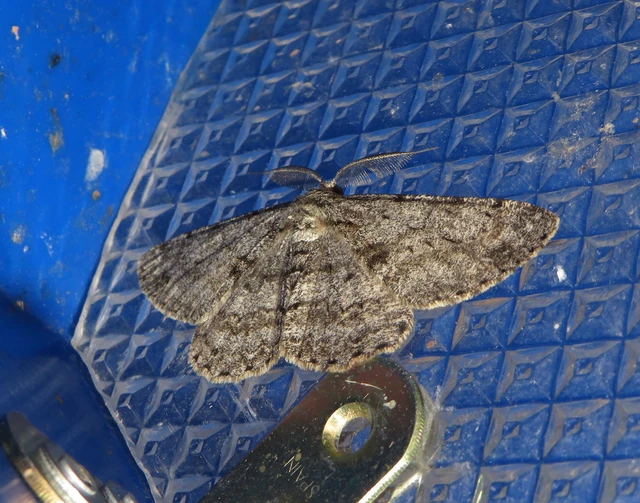 Hypomecis roboraria - nagy tölgyfaaraszoló