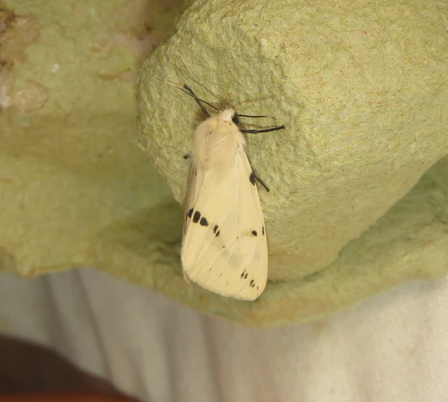 Spilarctia lutea - sárgás medvelepke