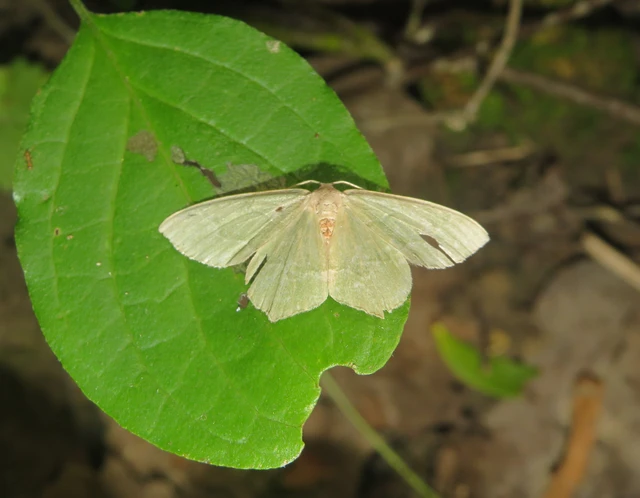 Hemithea aestivaria - nyír-zöldaraszoló