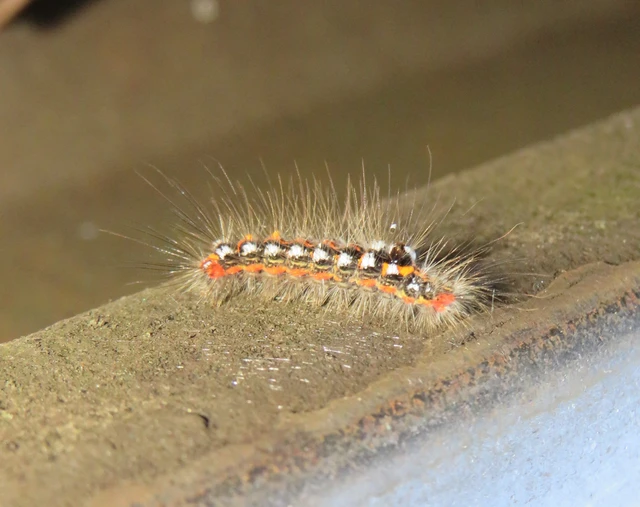 Sphrageidus similis - sárgafarú szövő
