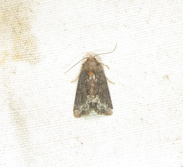 Oligia strigilis - kormos dudvabagoly