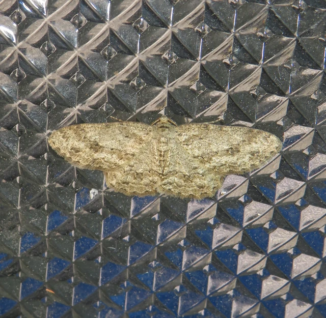 Ectropis crepuscularia - avararaszoló