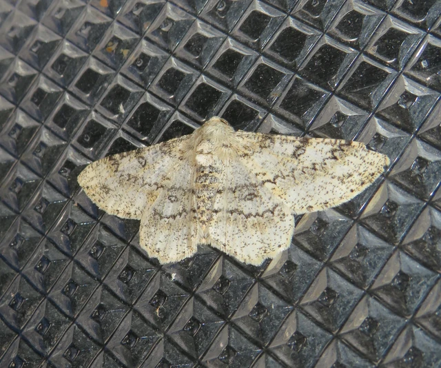 Ascotis selenaria - holdas faaraszoló