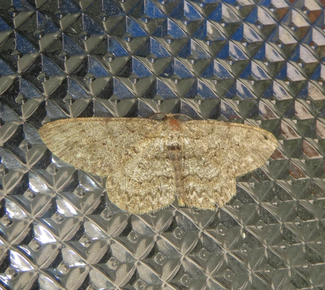 Hypomecis punctinalis - pettyes faaraszoló