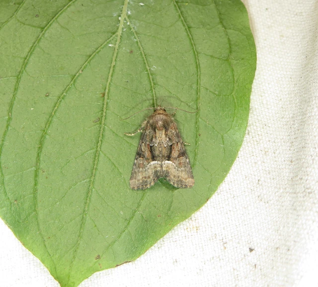 Oligia strigilis/latruncula/versicolor