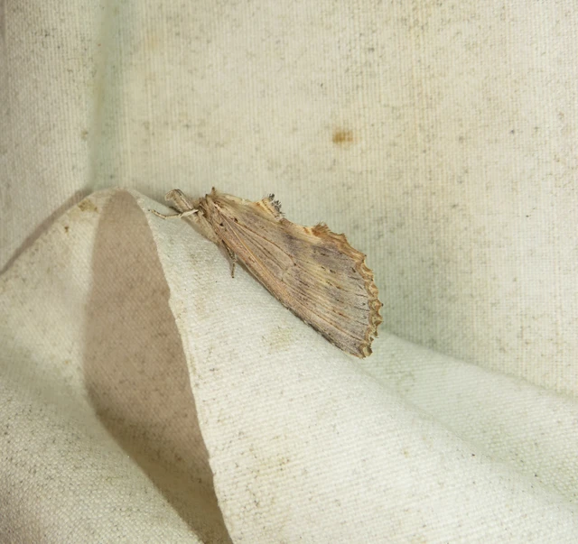 Pterostoma palpina - csőrös púposszövő
