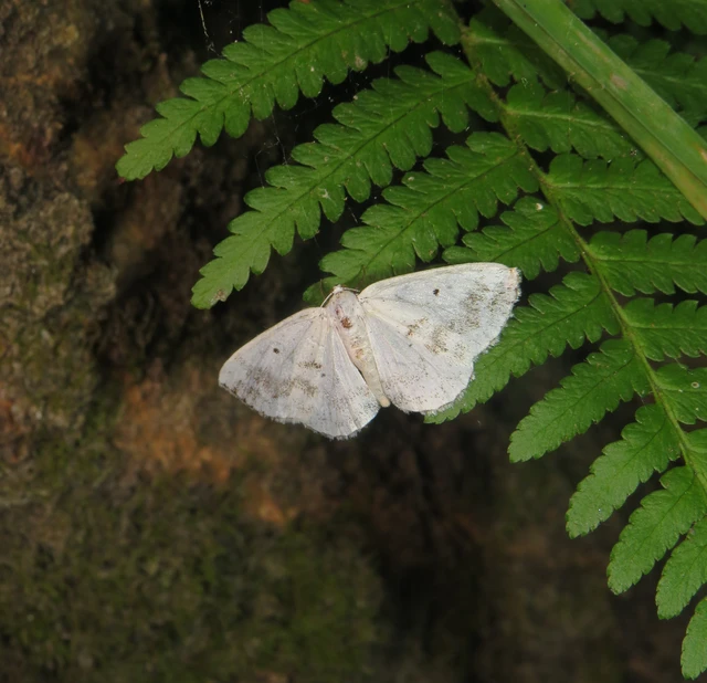 Lomographa temerata - foltos fehéraraszoló