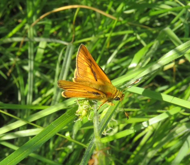 Ochlodes sylvanus - erdei busalepke