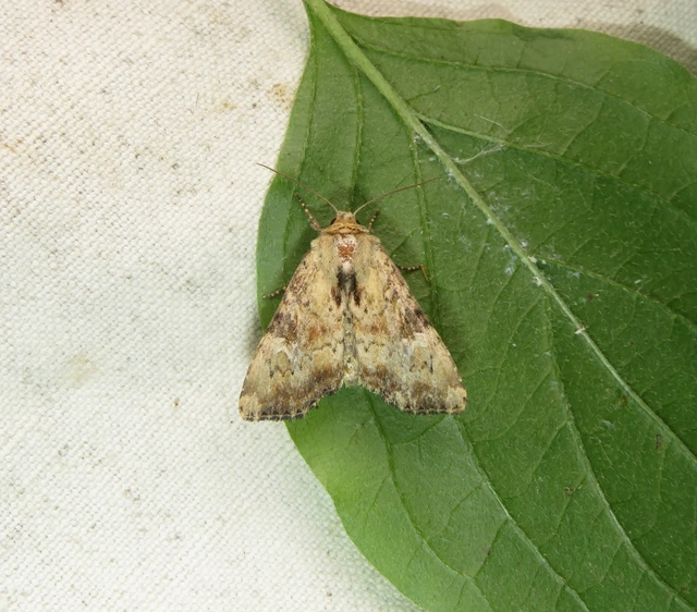 Loscopia scolopacina - csinos dudvabagoly