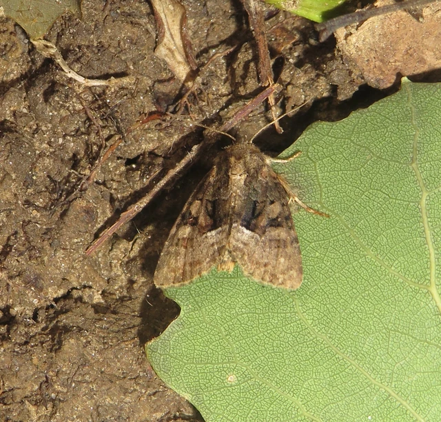 Oligia strigilis/latruncula/versicolor