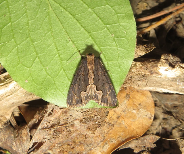 Dypterygia scabriuscula - szurokbarna nyáribagoly