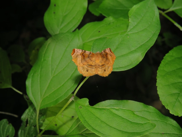 Selenia tetralunaria - négyfoltos holdasaraszoló
