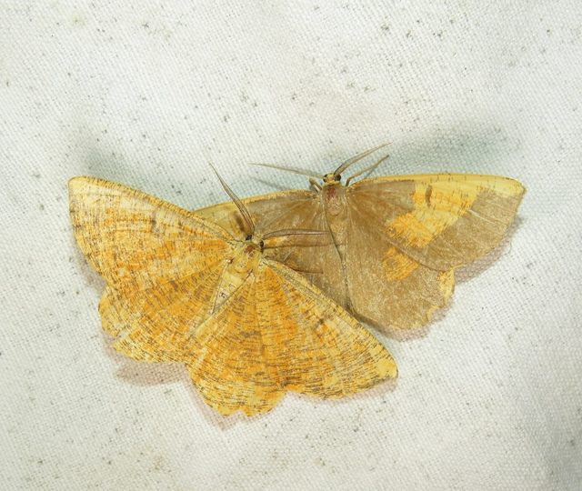 Angerona prunaria - sárga kökényaraszoló