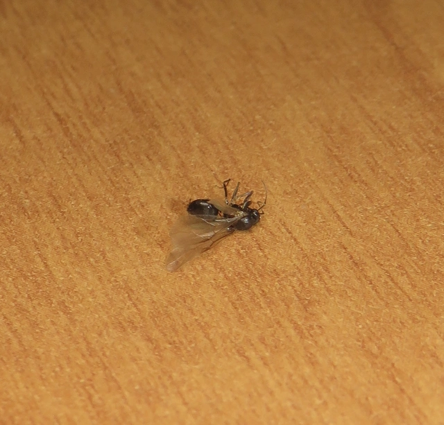 Hymenoptera - Hártyásszárnyúak