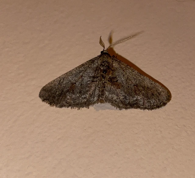 kökény-téliaraszoló - Agriopis bajaria