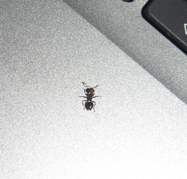 Crematogaster scutellaris - pirosfejű szívhangya