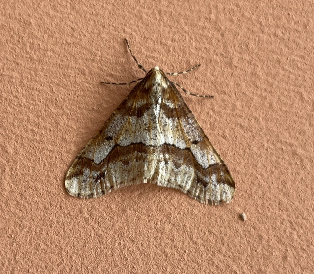Erannis defoliaria - nagy téliaraszoló