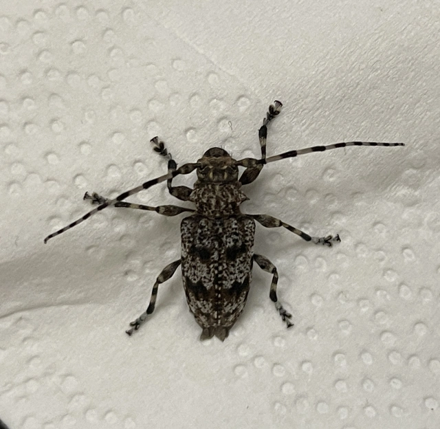 tarka cincér - Aegomorphus clavipes