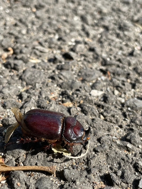 orrszarvú bogár - Oryctes nasicornis