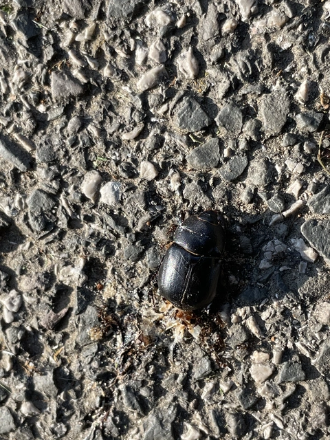 Pentodon idiota - butabogár