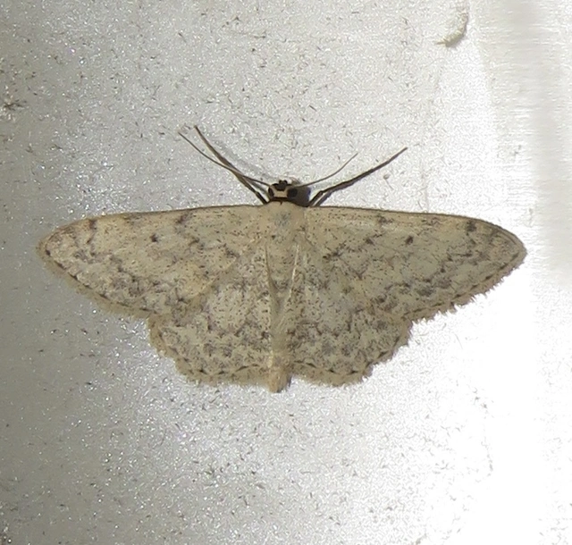 Scopula marginepunctata - pettyes sávosaraszoló