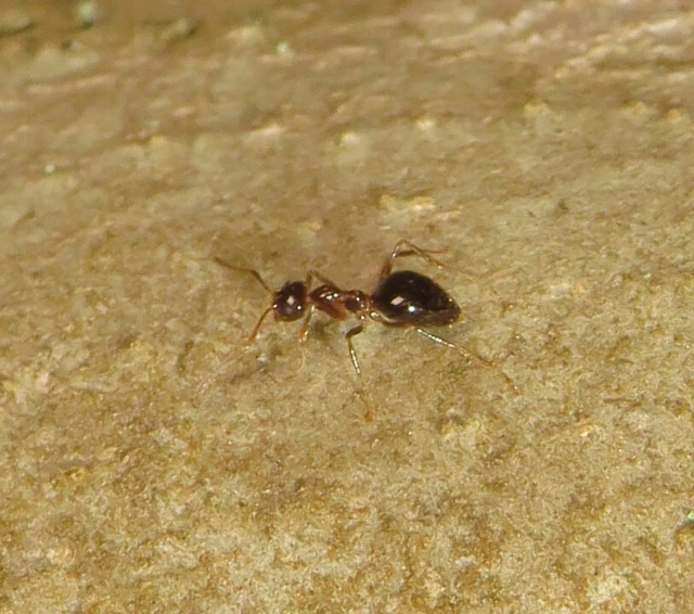 Prenolepis nitens - ragyogóhangya