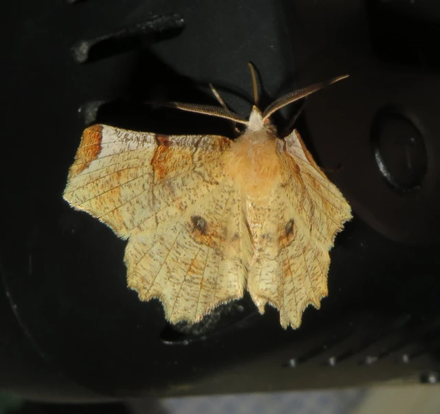 Selenia lunularia - egyfoltos holdasaraszoló