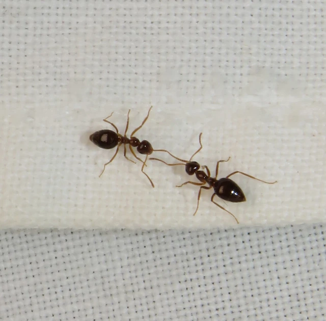 ragyogóhangya - Prenolepis nitens