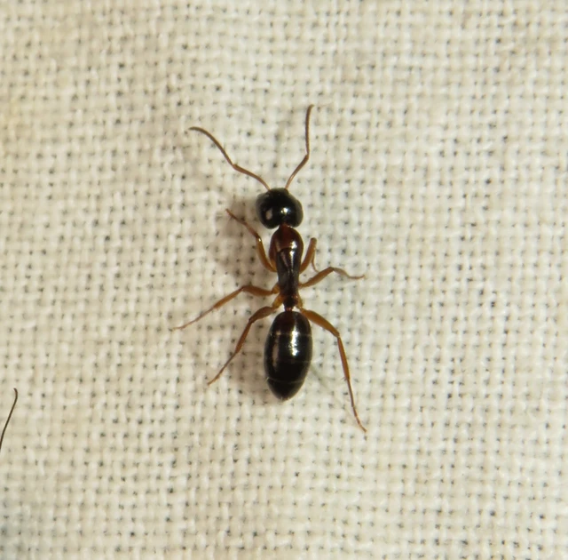 ligeti lóhangya - Camponotus fallax