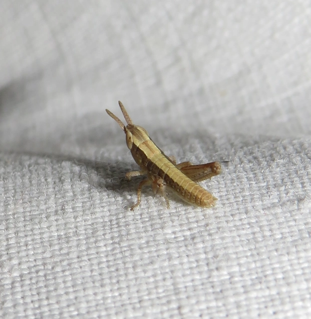 Chorthippus (Chorthippus) (subgenus)