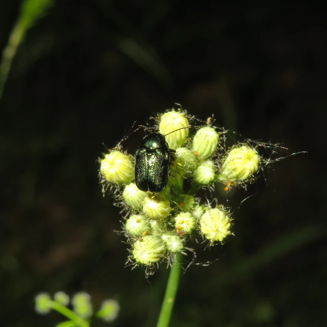Cryptocephalus