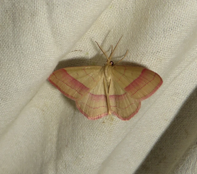 Rhodostrophia vibicaria - pirosszélű araszoló
