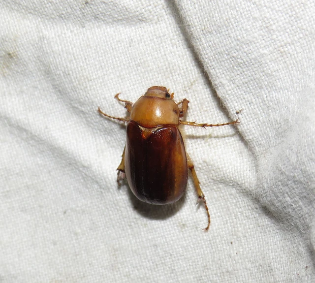 tavaszvégi cserebogár - Rhizotrogus aestivus