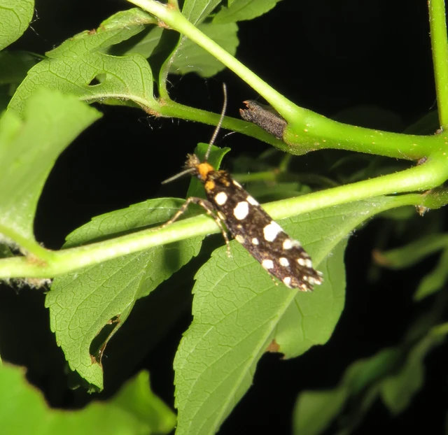 Euplocamus anthracinalis - fésűscsápú korhadékmoly