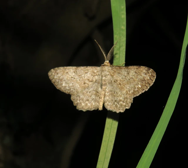 Hypomecis punctinalis - pettyes faaraszoló