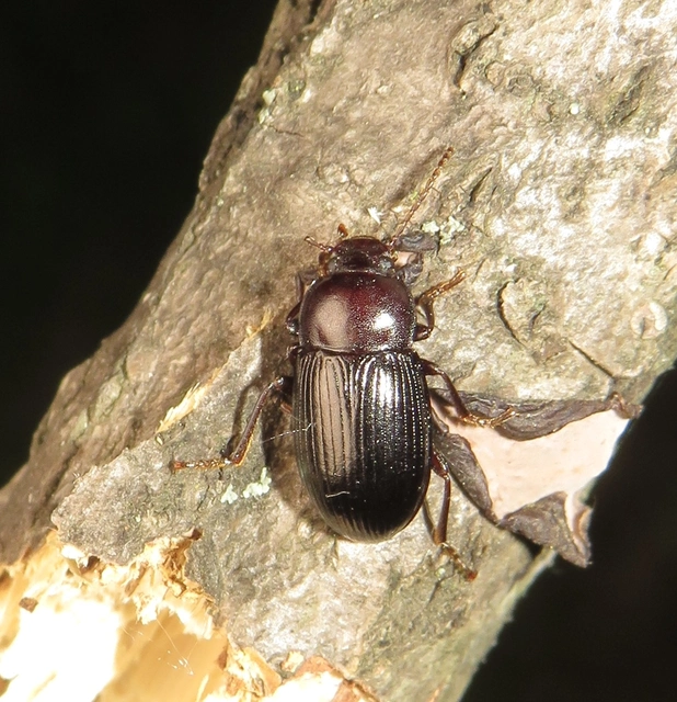 Nalassus dermestoides - rövidszárnyú gyászbogár