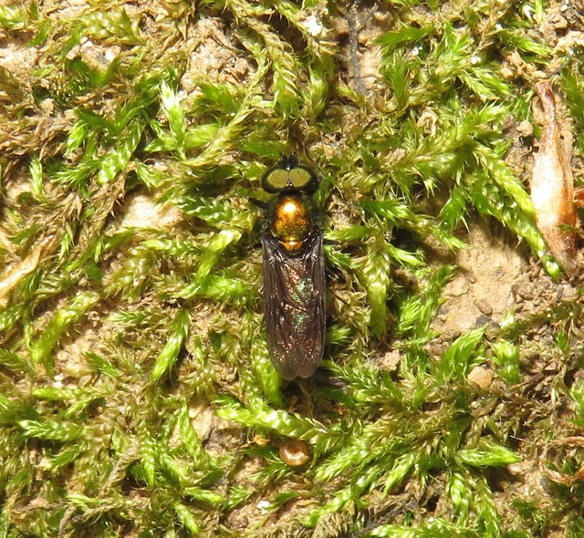 Chloromyia