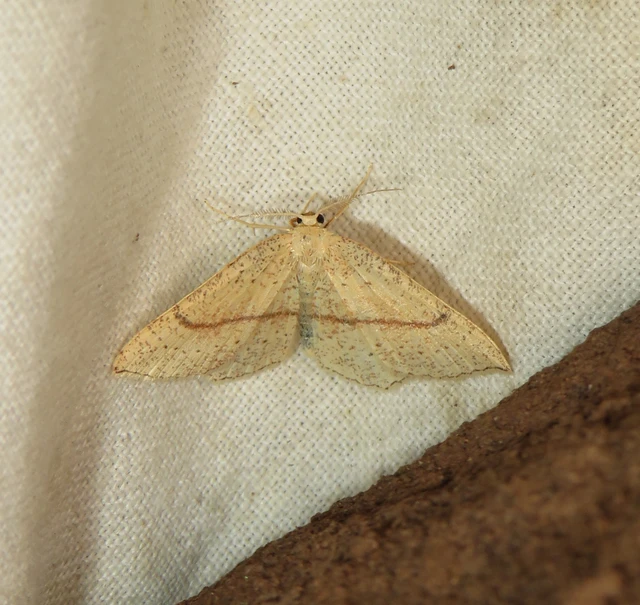 Cyclophora punctaria - sávos pettyesaraszoló