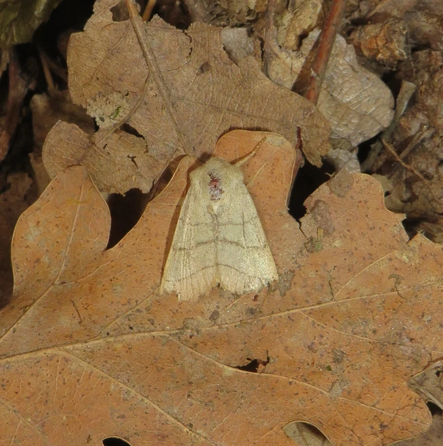 Charanyca trigrammica - háromsávos lombbagoly