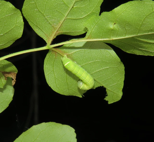 Orthosia cerasi - közepes barkabagoly