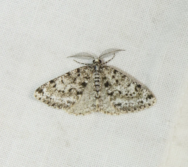 Fagivorina arenaria - bükkfaaraszoló