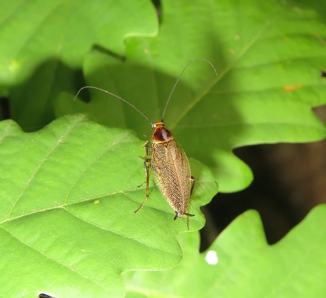 Blattodea - Csótányok Blattodea - Csótányok