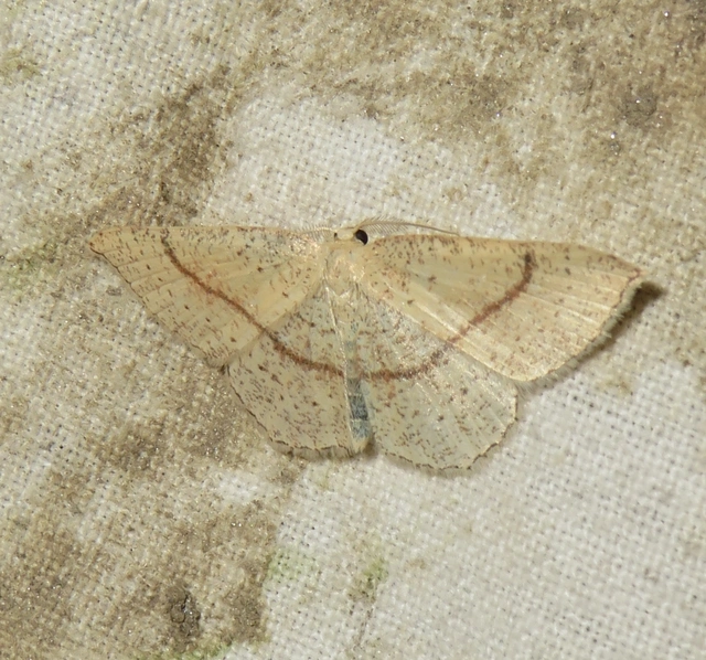 Cyclophora punctaria - sávos pettyesaraszoló