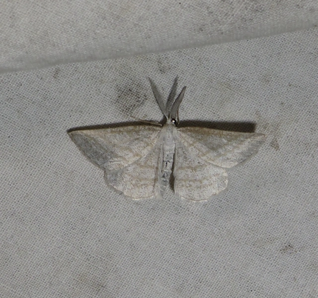 fehérszárnyú aranyaraszoló - Perconia strigillaria